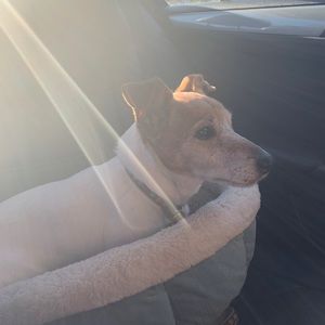 Meet your Posher, Abby